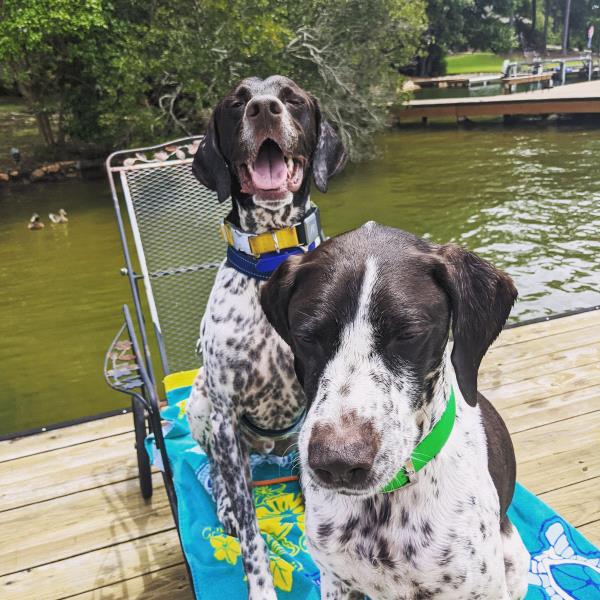 /images/uploads/southeast german shorthaired pointer rescue/segspcalendarcontest2021/entries/22000thumb.jpg